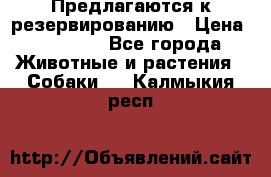 Предлагаются к резервированию › Цена ­ 16 000 - Все города Животные и растения » Собаки   . Калмыкия респ.